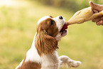 Cavalier King Charles Spaniel