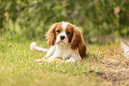 Cavalier King Charles Spaniel