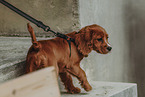 Cavalier King Charles Spaniel