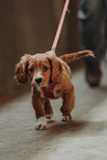 Cavalier King Charles Spaniel