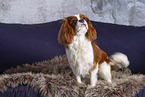 Cavalier King Charles Spaniel