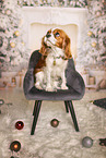 Cavalier King Charles Spaniel