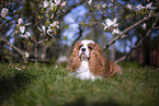 Cavalier King Charles Spaniel