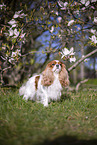 Cavalier King Charles Spaniel