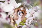 Cavalier King Charles Spaniel