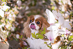 Cavalier King Charles Spaniel