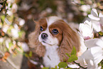 Cavalier King Charles Spaniel