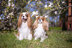 Cavalier King Charles Spaniel