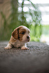 3 weeks old Cavalier King Charles Spaniel