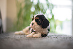 3 weeks old Cavalier King Charles Spaniel
