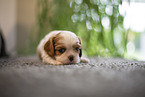 3 weeks old Cavalier King Charles Spaniel