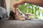 3 weeks old Cavalier King Charles Spaniel