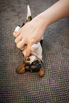 3 weeks old Cavalier King Charles Spaniel