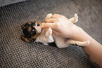 3 weeks old Cavalier King Charles Spaniel