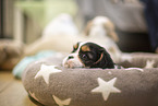 5 weeks old Cavalier King Charles Spaniel