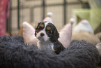 5 weeks old Cavalier King Charles Spaniel