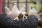 5 weeks old Cavalier King Charles Spaniel
