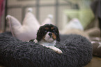 5 weeks old Cavalier King Charles Spaniel