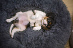 5 weeks old Cavalier King Charles Spaniel