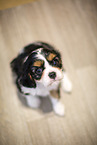 5 weeks old Cavalier King Charles Spaniel