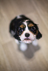 5 weeks old Cavalier King Charles Spaniel