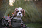 Cavalier King Charles Spaniel puppy