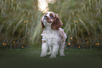 Cavalier King Charles Spaniel puppy