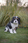 Cavalier King Charles Spaniel puppy