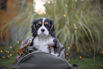 Cavalier King Charles Spaniel puppy