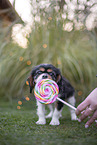 Cavalier King Charles Spaniel puppy