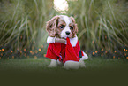 Cavalier King Charles Spaniel puppy
