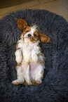 5 weeks old Cavalier King Charles Spaniel