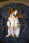 5 weeks old Cavalier King Charles Spaniel