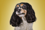 Cavalier King Charles Spaniel