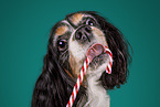 Cavalier King Charles Spaniel