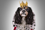 Cavalier King Charles Spaniel