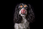 Cavalier King Charles Spaniel