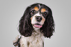 Cavalier King Charles Spaniel