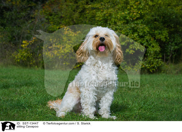 sitzender Cavapoo / sitting Cavapoo / SST-13447