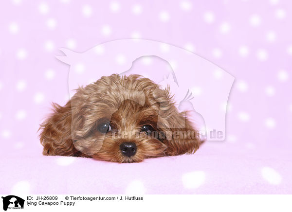 liegender Cavapoo Welpe / lying Cavapoo Puppy / JH-26809