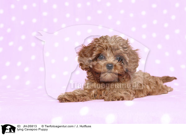 liegender Cavapoo Welpe / lying Cavapoo Puppy / JH-26813
