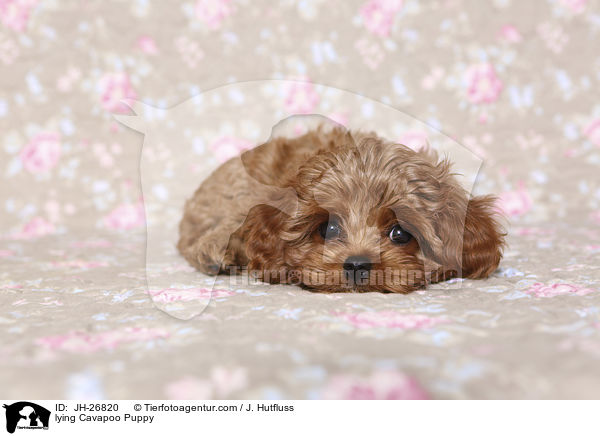 liegender Cavapoo Welpe / lying Cavapoo Puppy / JH-26820