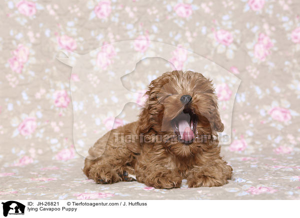 liegender Cavapoo Welpe / lying Cavapoo Puppy / JH-26821