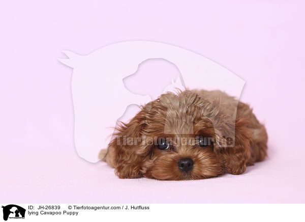 lying Cavapoo Puppy / JH-26839