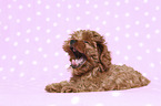 lying Cavapoo Puppy