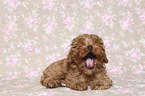 lying Cavapoo Puppy