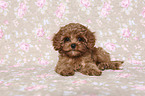 lying Cavapoo Puppy