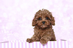 Cavapoo Puppy on a box