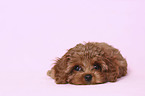 lying Cavapoo Puppy