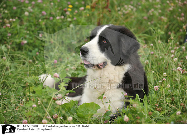 Mittelasiatischer Owtscharka / Central Asian Shepherd / MR-05208